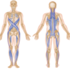 représentation de la spiral effet semelle biomécanique - anatomie