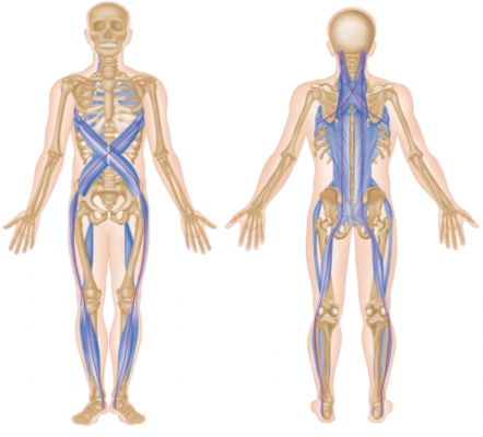 représentation de la spiral effet semelle biomécanique - anatomie